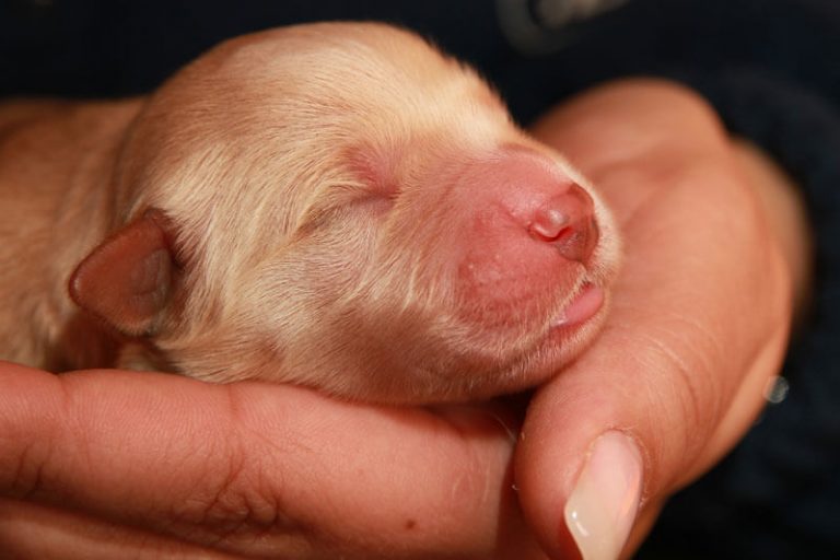 ttouch-n-click-1c-002-0185