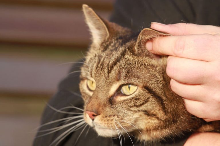 ttouch-n-click-1f-002-010