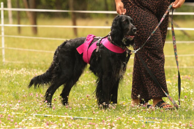 TTouch für Hunde (2)