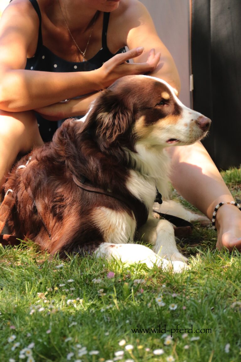 TTouch für Hunde (3)