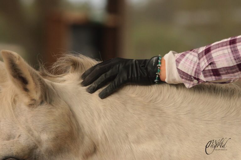 TTouch für Pferde (1)