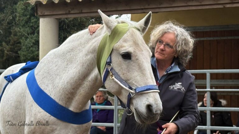 TTouch für Pferde (2)