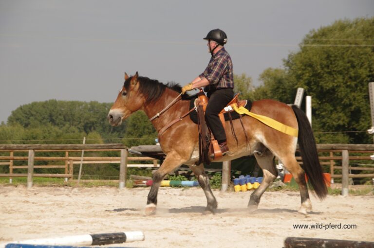 TTouch für Pferde (3)