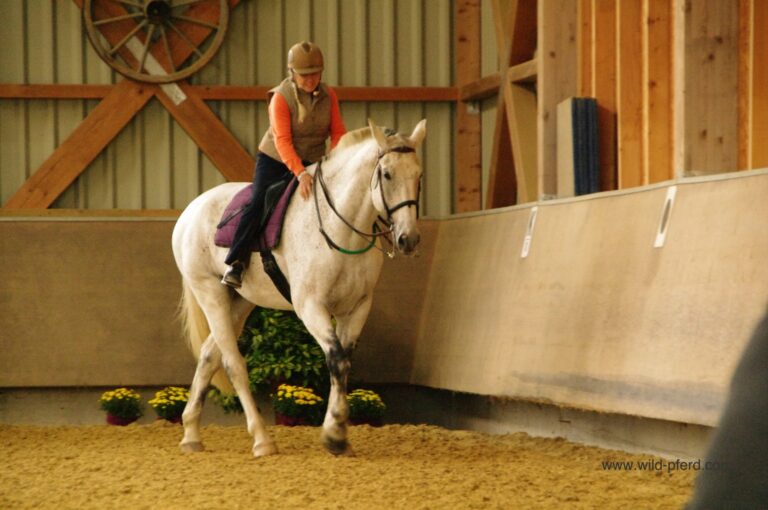 TTouch für Pferde (4)