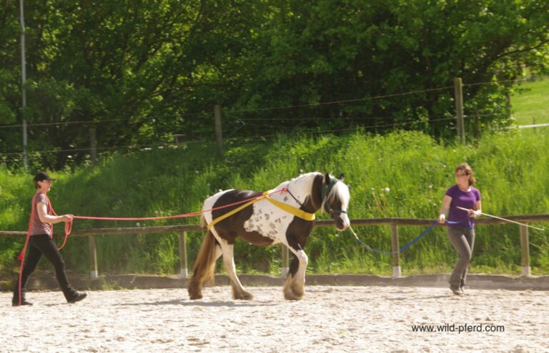 TTouch für Pferde (5)
