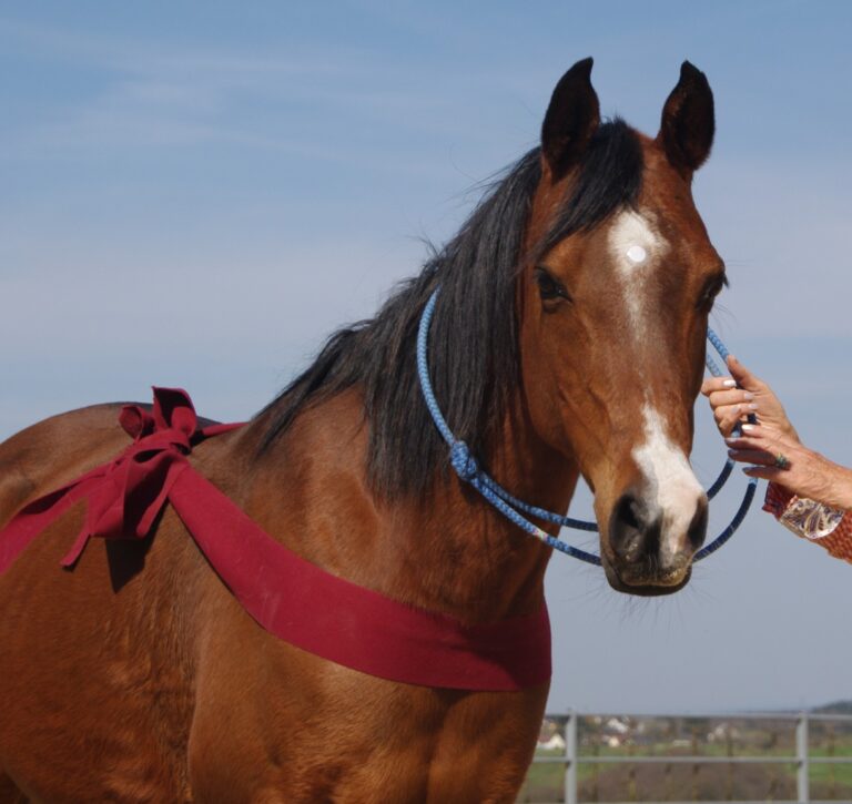 TTouch für Pferde (6)