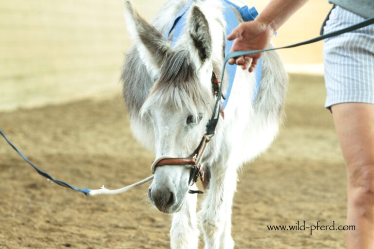 Tellington TTouch Methode (2)