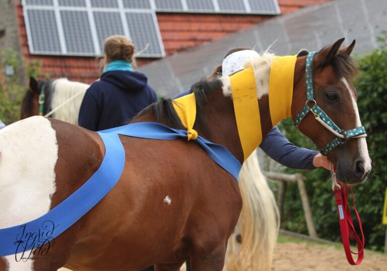 Tellington TTouch Methode (5)