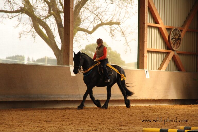 Tellington TTouch Methode (7)